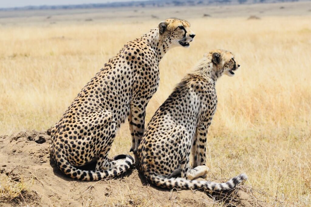 7-Day Tanzania Luxury Safari